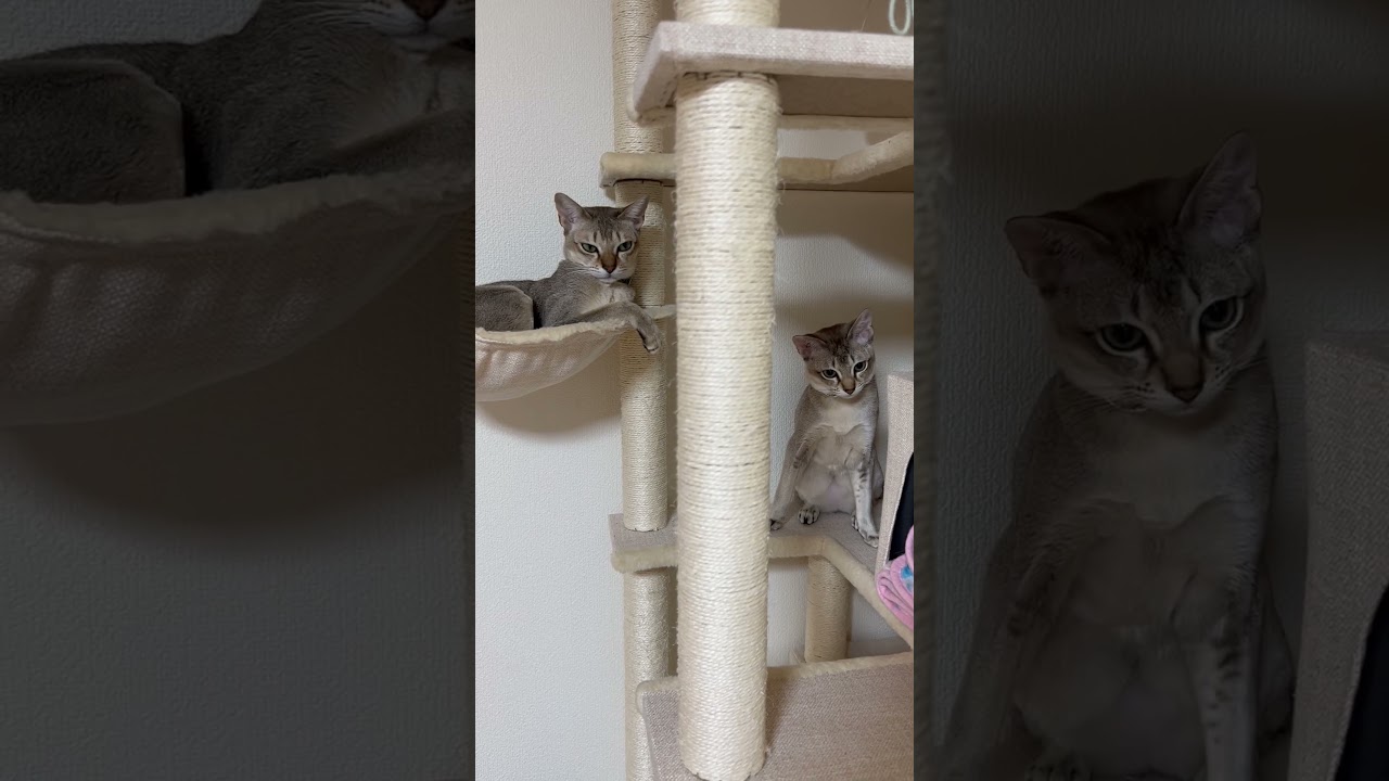 朝から見つめ合う2人　#cat #cute #shorts #シンガプーラ #chat #funny #猫好きさんと繋がりたい #猫のいる暮らし #kucing #朝活