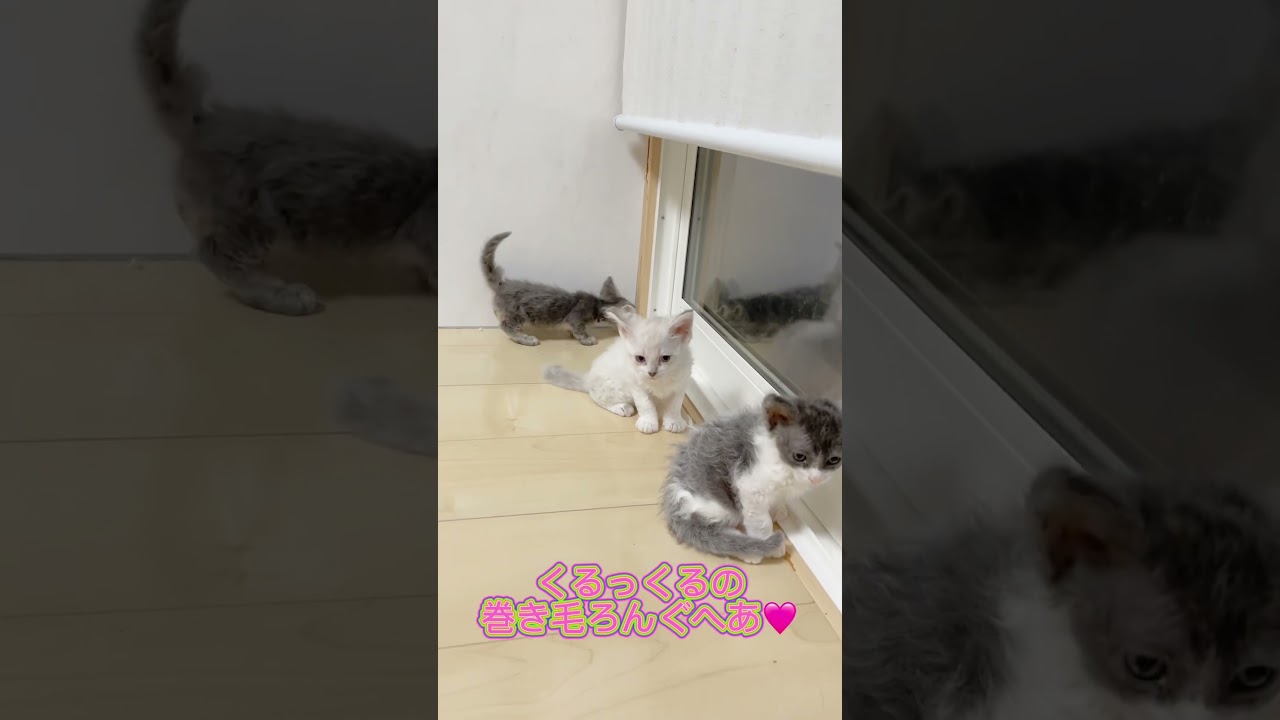 可愛い巻き毛スクーカムちゃん🩷 【お問合せ詳細は説明欄に記載あります】 #猫 #マンチカン #ミヌエット #子猫販売 #猫のいる暮らし #猫動画 #ブリーダー直販 #ラパーマ #子猫 #スクーカム
