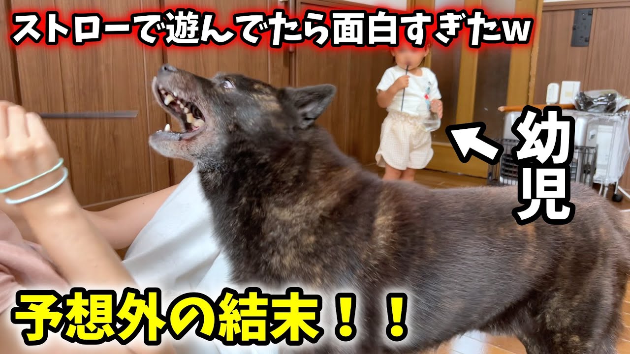 【幼児と甲斐犬と猫】ストローで遊んでたら愛犬の行動が面白すぎたw