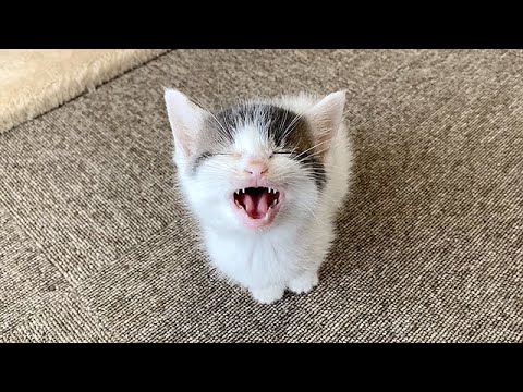 「遊んで！」のニャーの破壊力