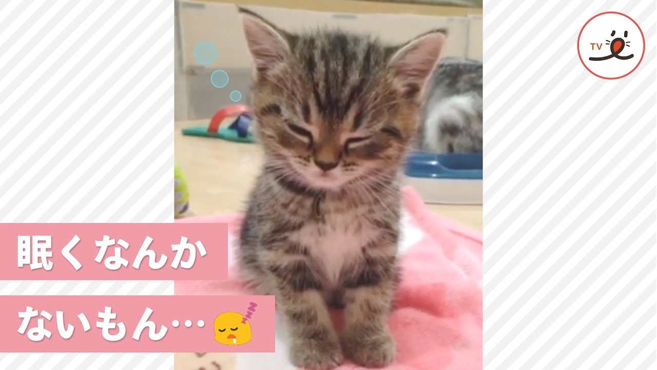 まだまだ遊ぶんだもん…💫 眠気と戦う子猫ちゃんだけど…😪【PECO TV】