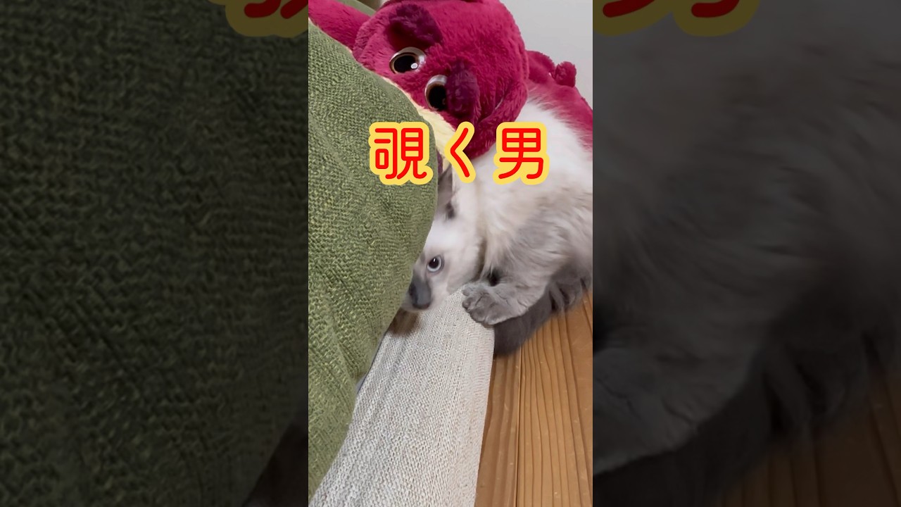 覗く男　子猫　面白い　可愛い　サイベリアン　覗く子猫