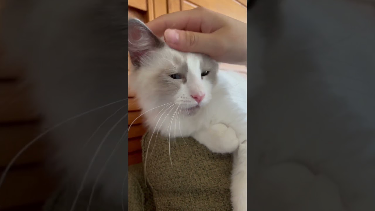【ラグドールのわたげ】撫でられて喜ぶ猫#shorts #猫 #ラグドール