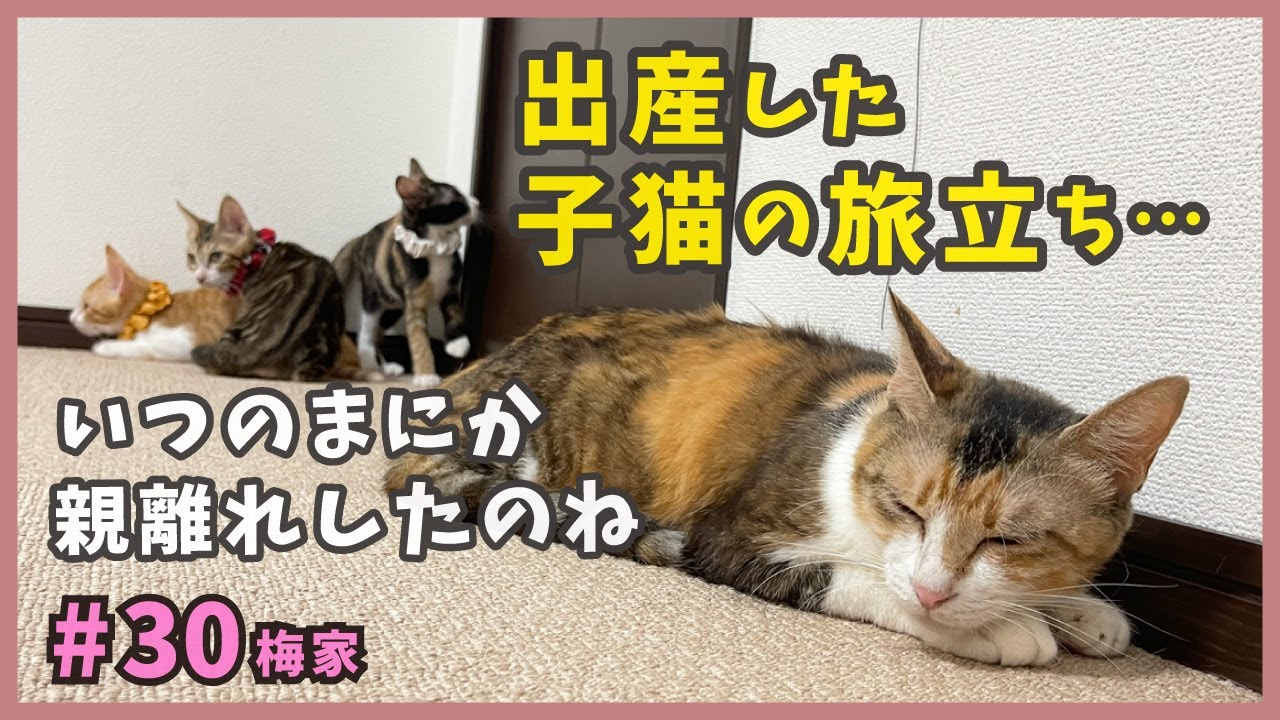 【子猫 旅立ち】保護した野良猫が生んだ子猫が成長しずっとのお家に向けてラストスパート！【子猫の誕生から成長まで・梅家30】kitten