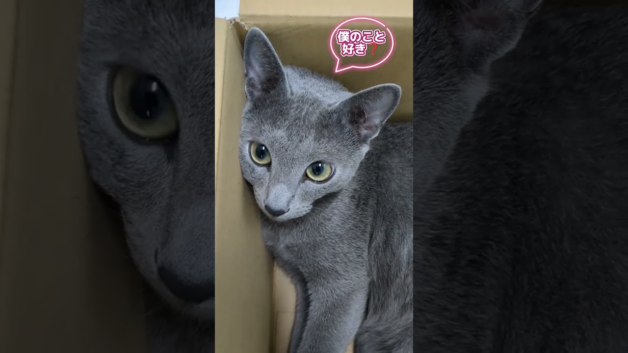 ユーリ特集 11ヶ月の男の子🐈‍⬛💕     #ロシアンブルー #russianblue #子猫