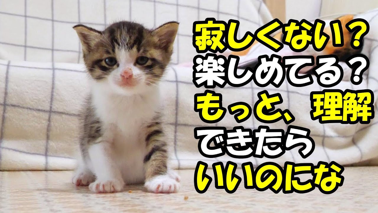 付帯ボッチの子猫が楽しく過ごせていたら嬉しいよ【赤ちゃん猫　保護猫】