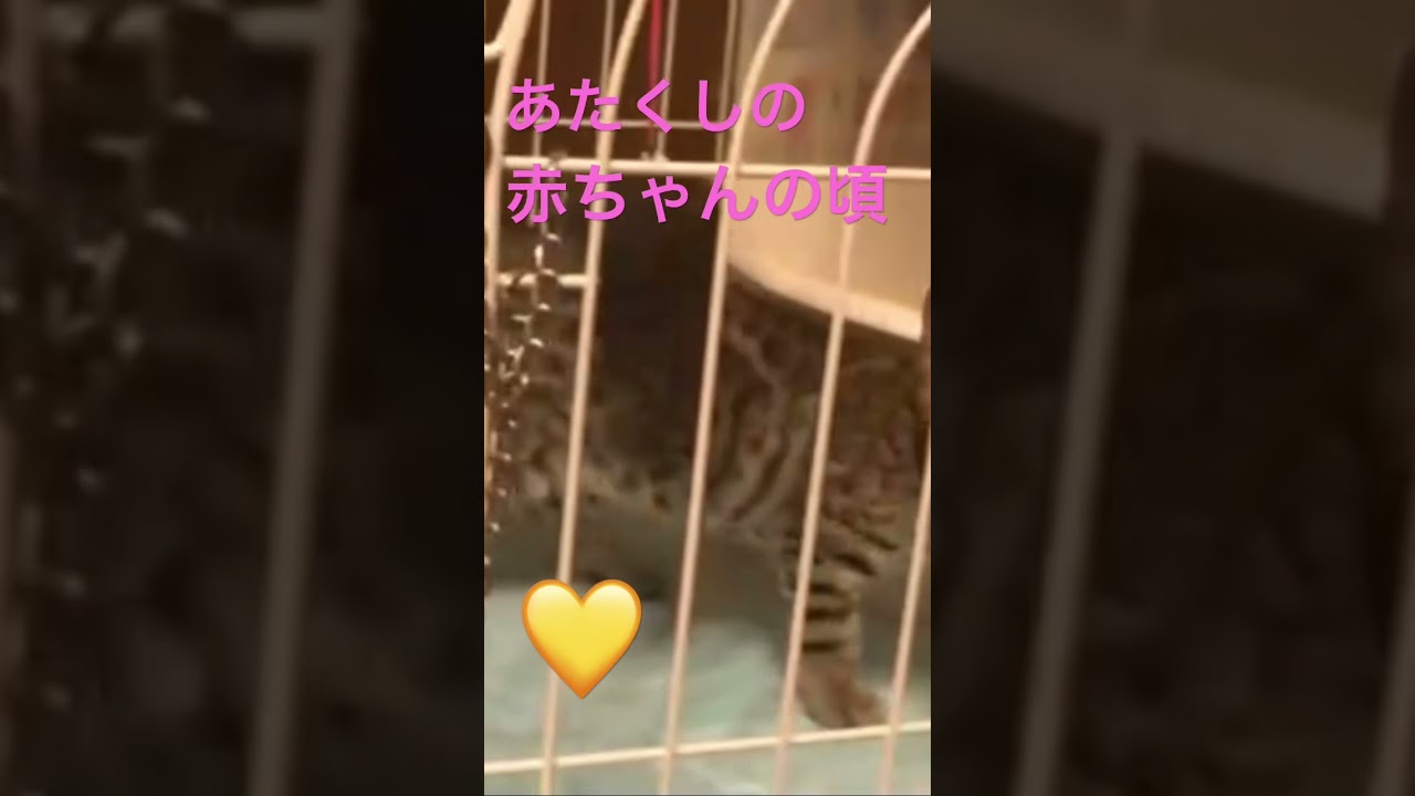 ♦︎かわいいこねこちゃん【💛ベンガルのラムちゃん　シーズーてんちゃん日記番外編】　＃shorts　 #シーズーてんちゃん日記番外編　＃ベンガルのラムちゃん　#ベンガル　#ねこ　#ラム　＃こねこ