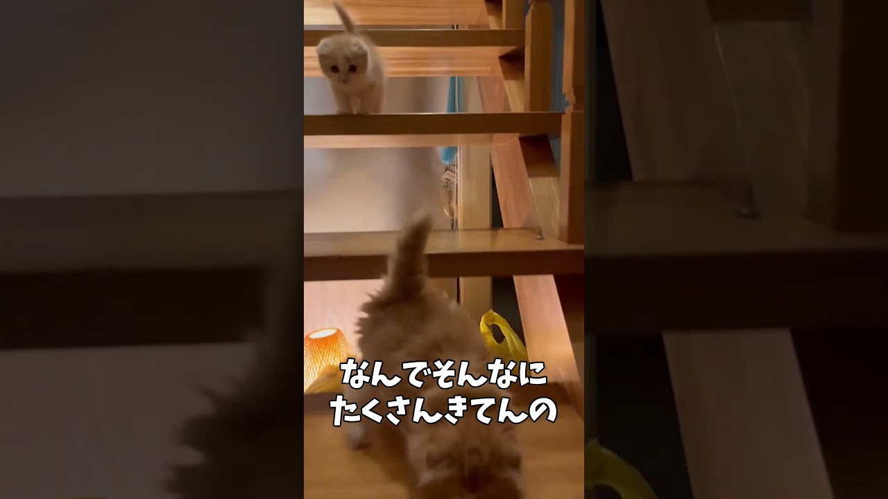 エサを要求して階段降りてくる赤ちゃん子猫たち【ミヌエット】#Shorts
