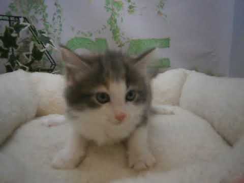 642563 ノルウェージャン・フォレストキャット