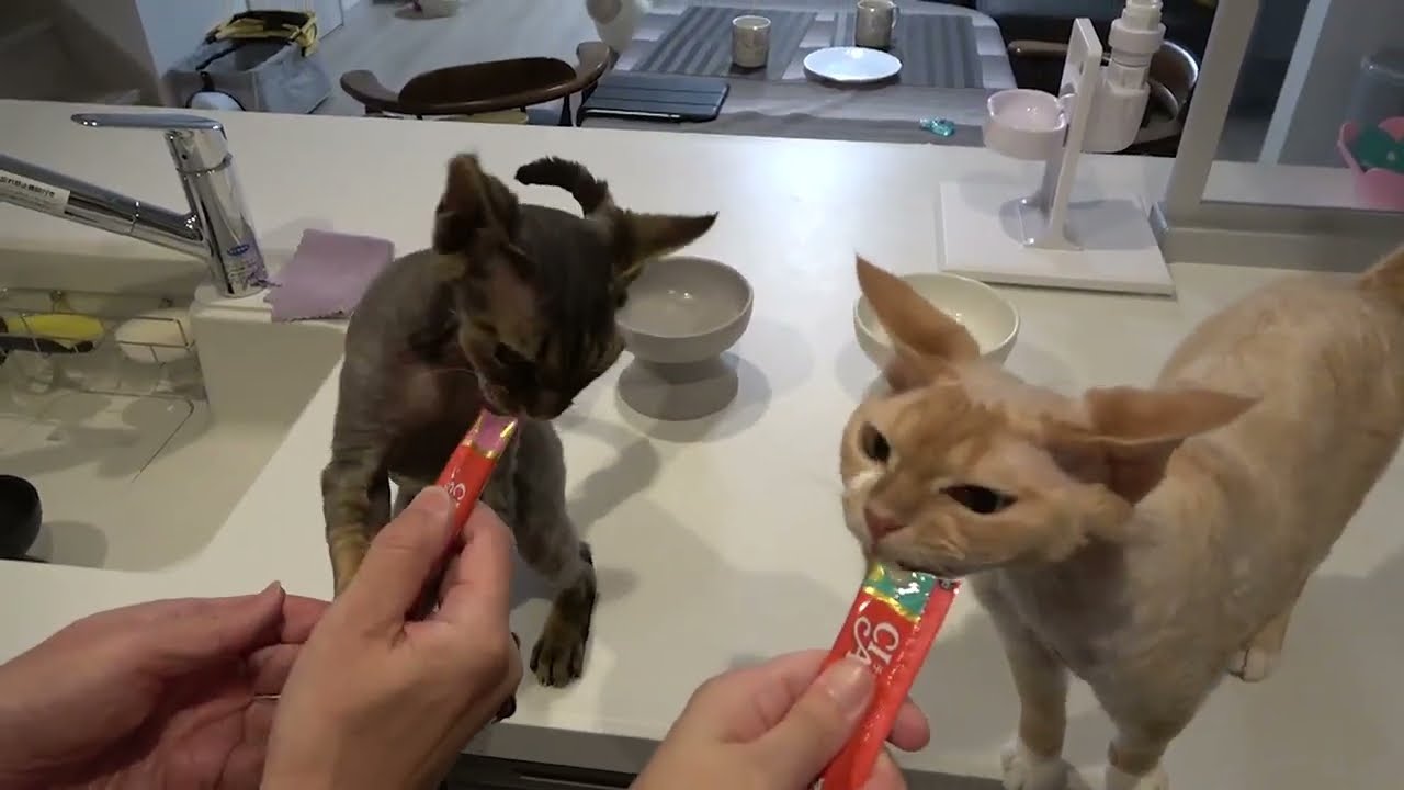 デボンレックス兄弟に同時にチュールをあげてみました(Giving a cat snack Churu to Devon Rex brothers