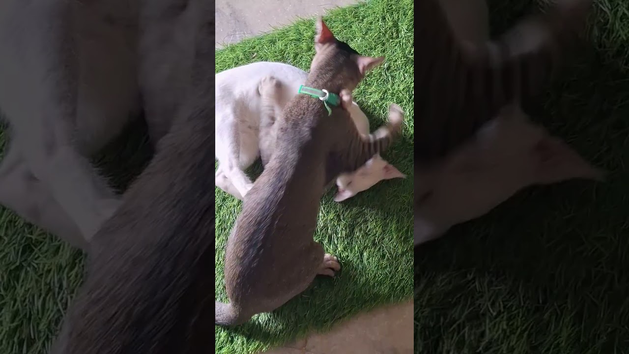 Morning routine play fight part 1 #coffee&chandu