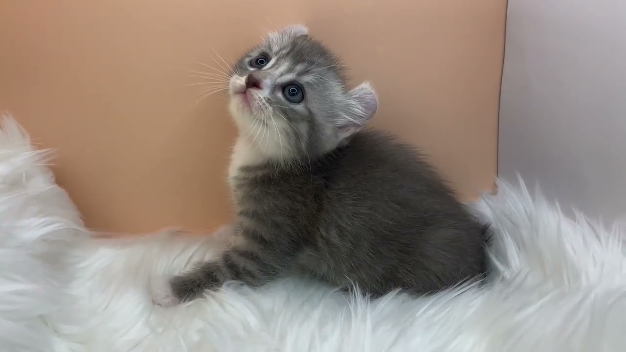 アメリカンカール 【ブルータビーホワイト】クルンとした耳のアメリカンカール兄妹💓