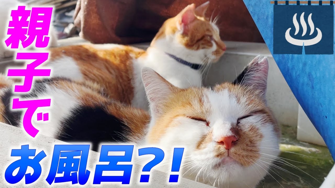 三毛母猫と庭子猫が親子そろってお風呂に入っているようでした…笑[三毛母猫と子猫]