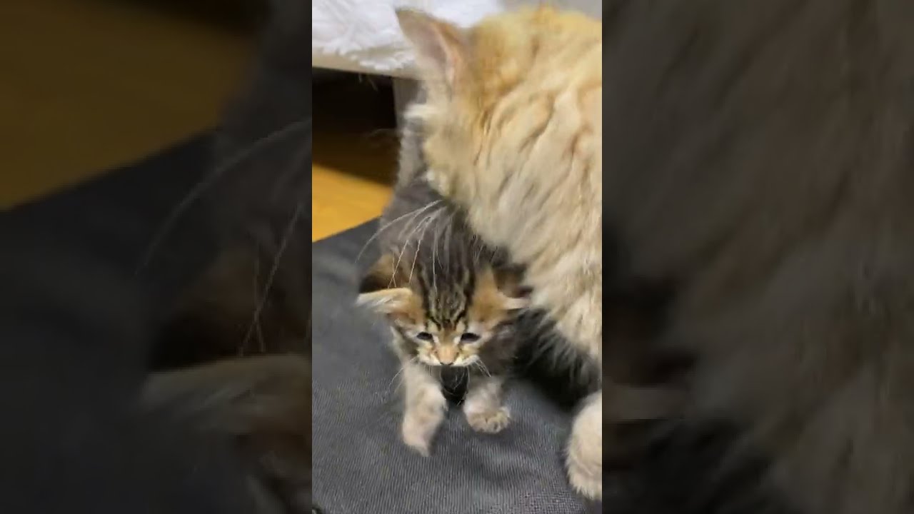 母猫に甘える子猫のかわいいおねだりタイム【サイベリアン・赤ちゃん】 #shorts