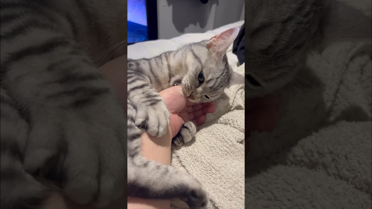 【猫動画】猫の毛繕いを邪魔したらブチギレられたwww#shorts