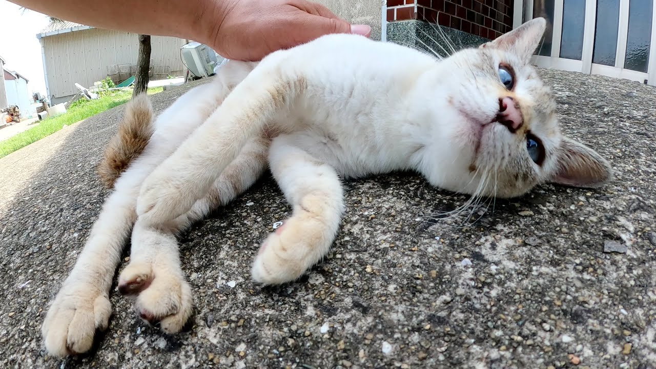 コテンッとひっくり返って甘えてくるシャム猫ちゃん