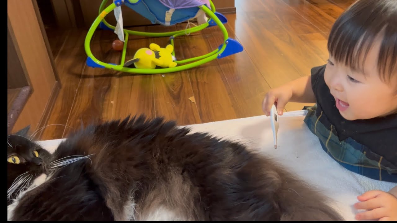 発熱した赤ちゃんからイタズラされる猫　ラガマフィン　Cat taking body temperature from baby