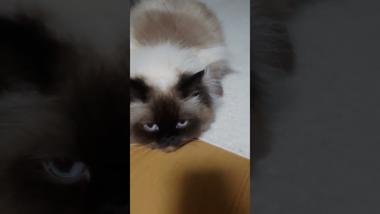 【ヒマラヤン】ツチノコポーズで寝る猫 #猫 #ヒマラヤン #ペルシャ #ペット