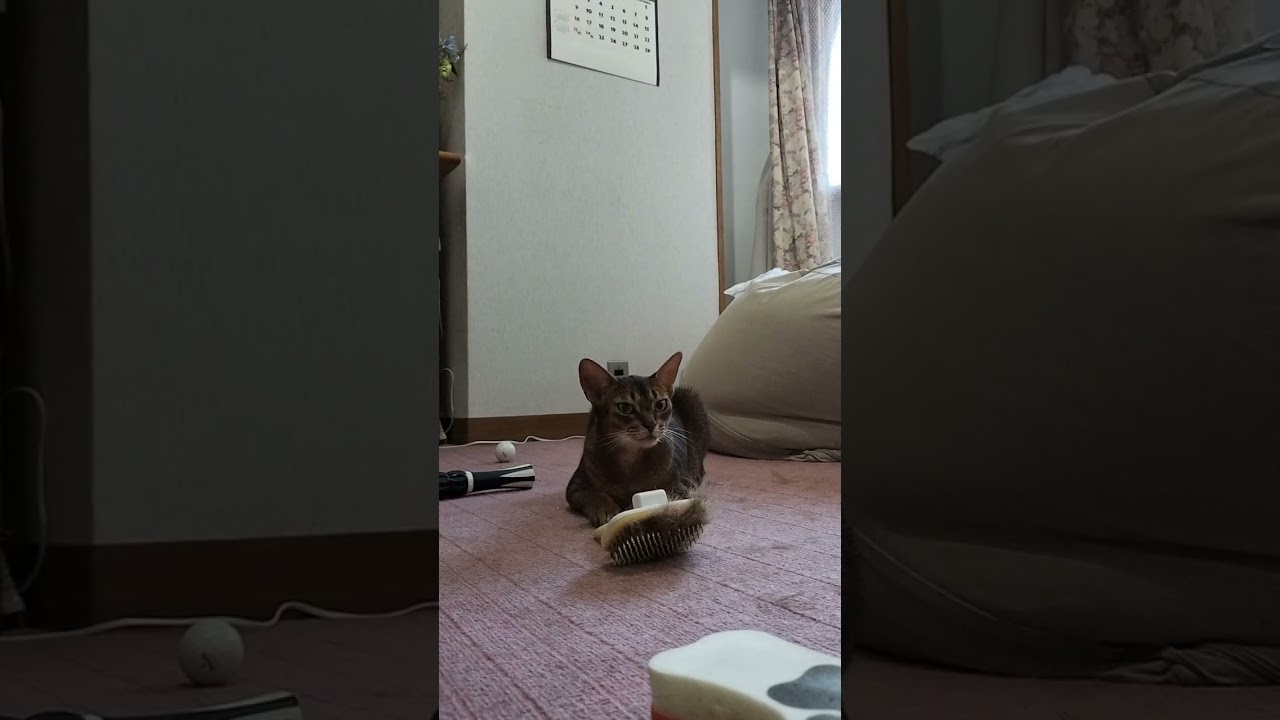 ネコ動画あび＃1792　#shorts　あびの毎日　アビシニアン　あび