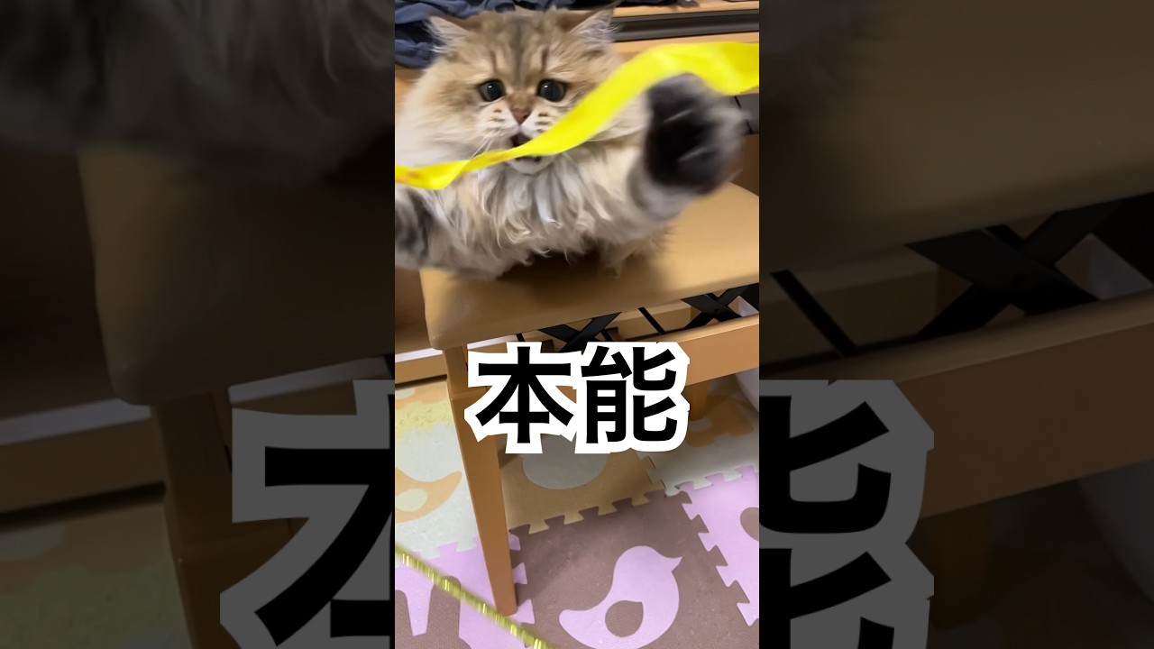 【本能】ペルシャ猫