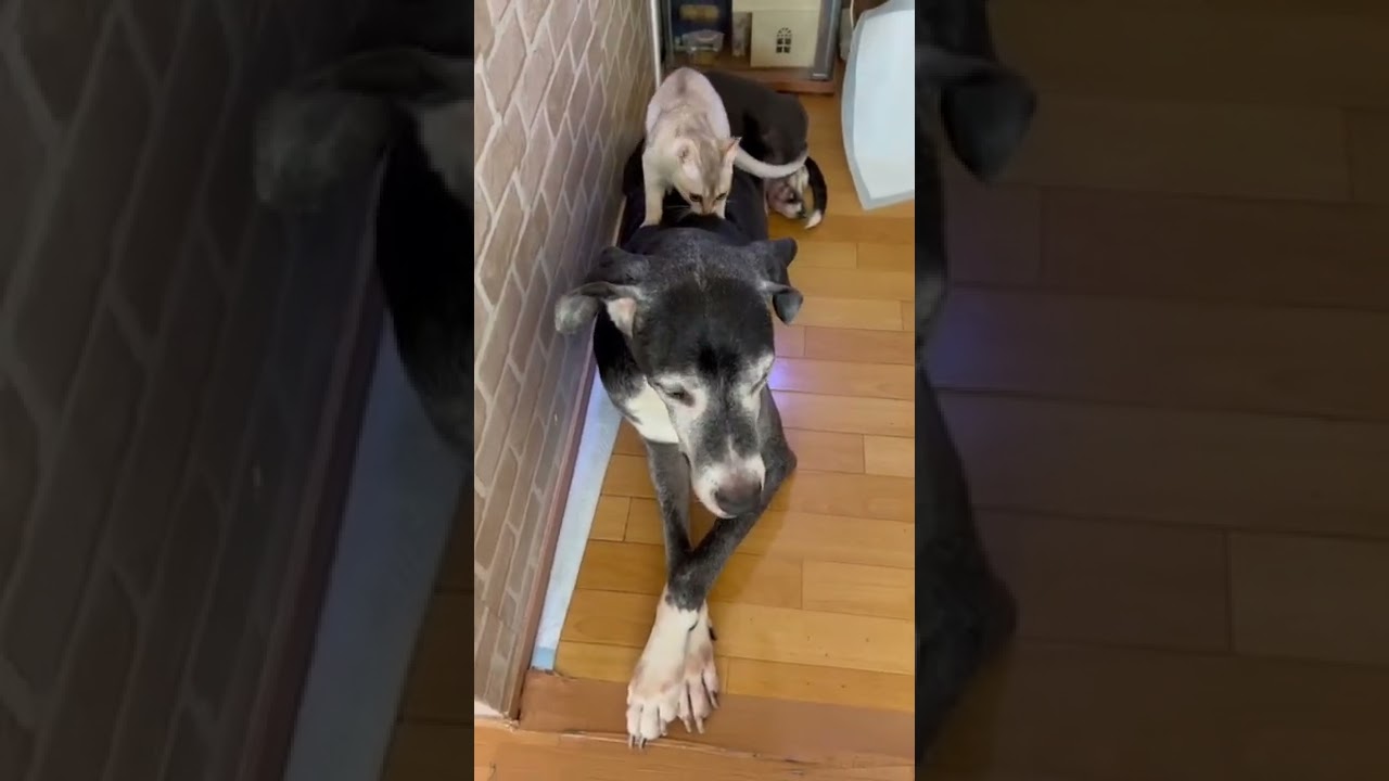 やりたい放題😅　　　　　　　　　　　　#shorts #グレートデン#シンガプーラ#greatdane#singapura