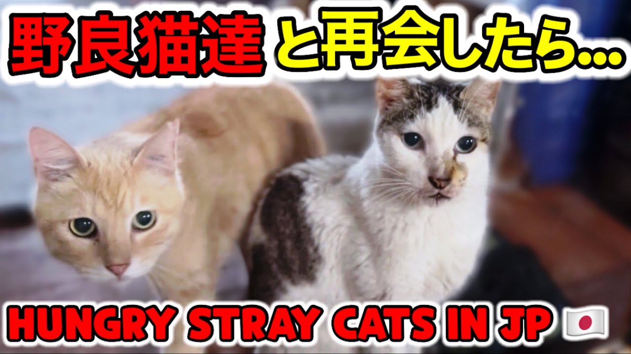 猫好きの母が亡くなって５ヶ月後に里帰りしたら野良猫達がこうなってました【日本旅行記録★沖縄】【猫の里親募集中😸🫶】【今日の野良猫達 Part1】