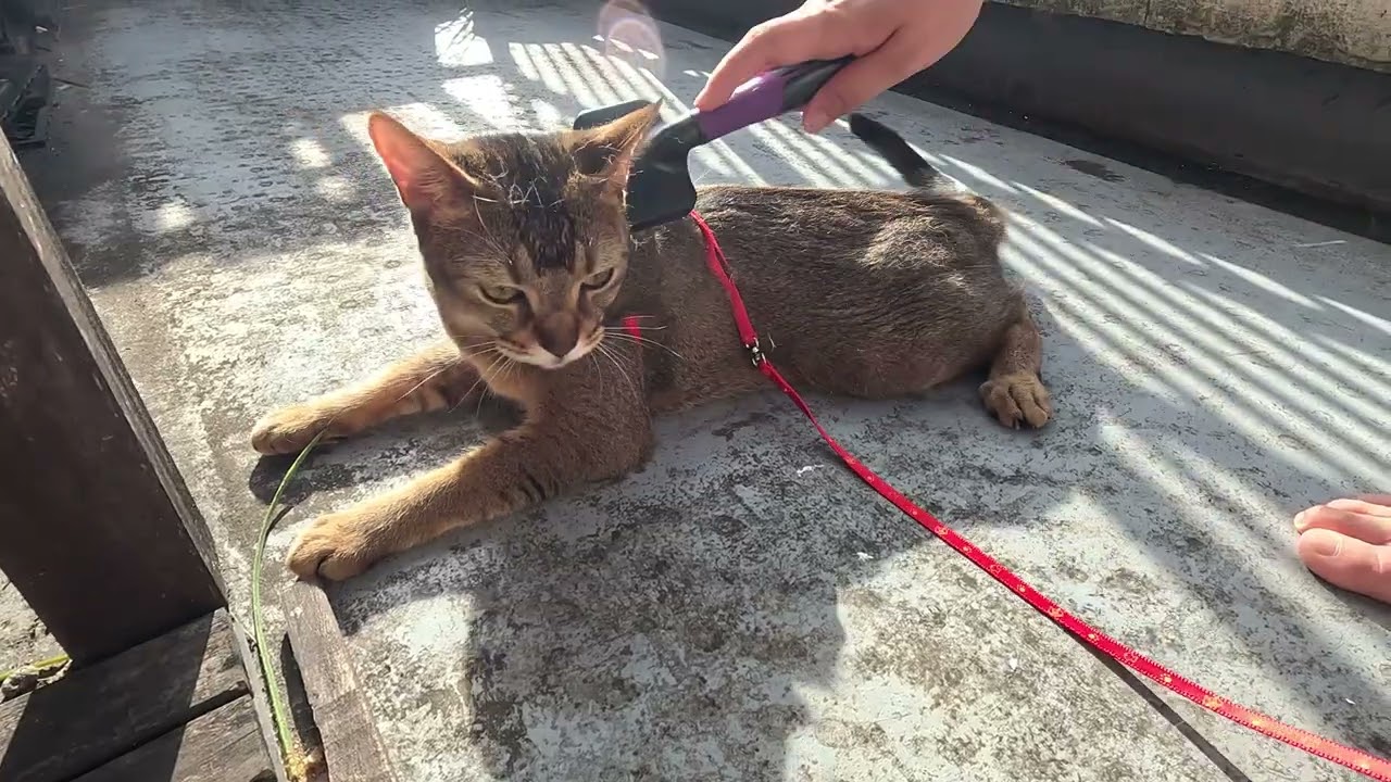 毛の生えかえどきで大変な季節の猫のキビ