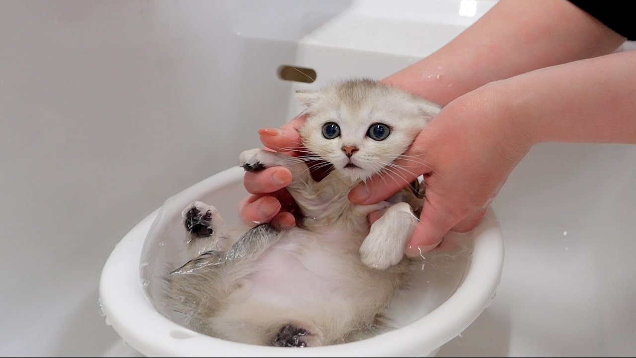 When I bathed my five kittens for the first time, I was surprised at how quiet they were！