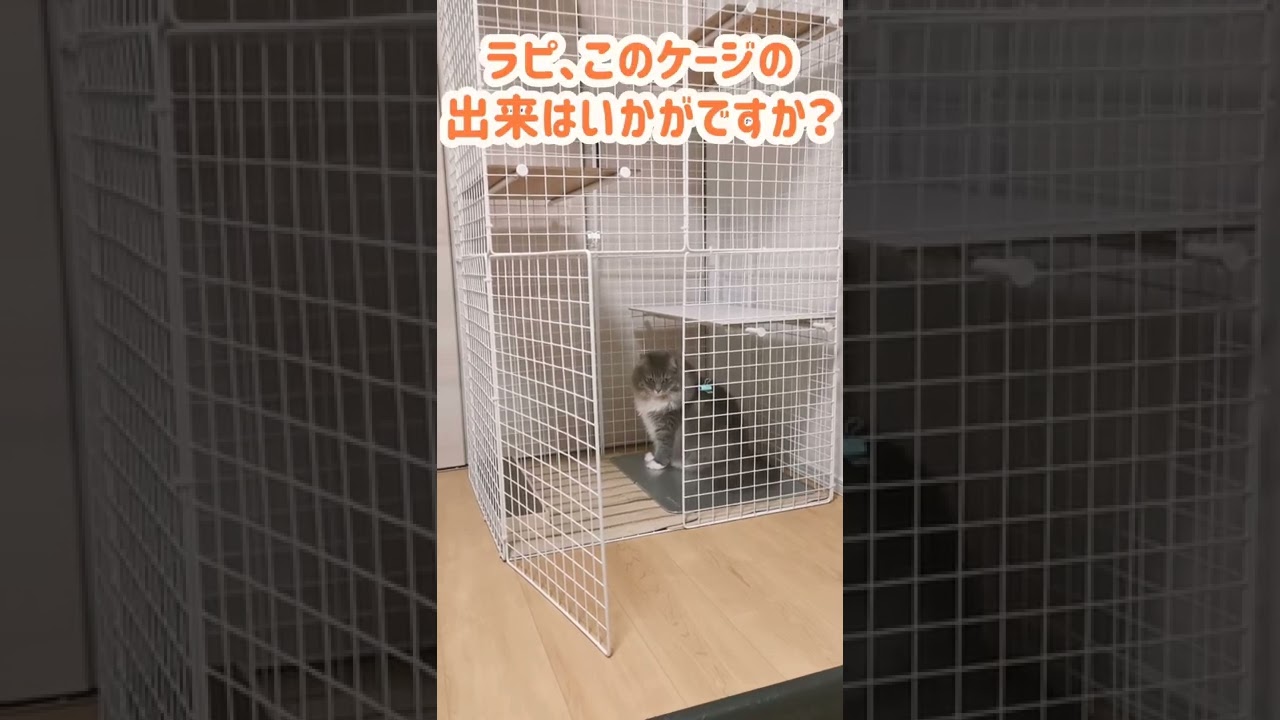 新入り猫の為にDIYしたケージに住みつこうとする先住猫w【サイベリアンのラフィ】#shorts
