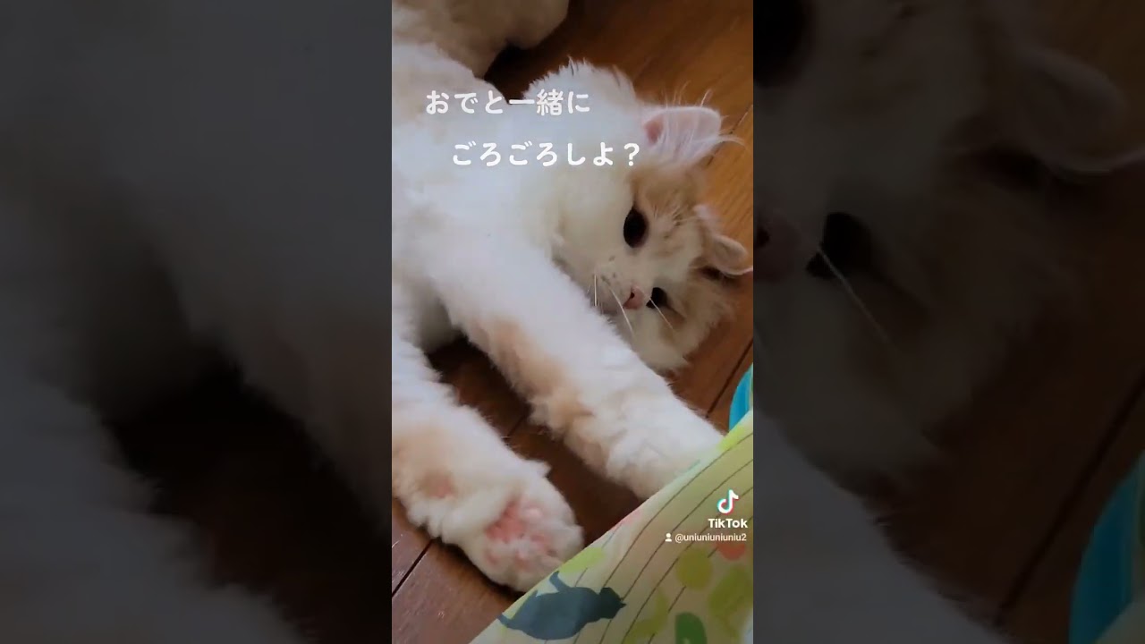 あちゅい夏は… #ラガマフィン #猫動画 #子猫 #cat #癒し