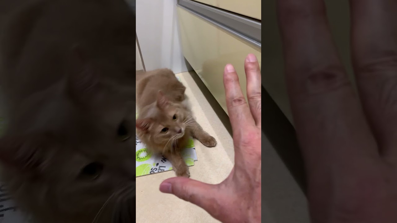 【ソマリ猫】ハンドパワー？指パッチンしたら、可愛くゴロン！！ #Shorts