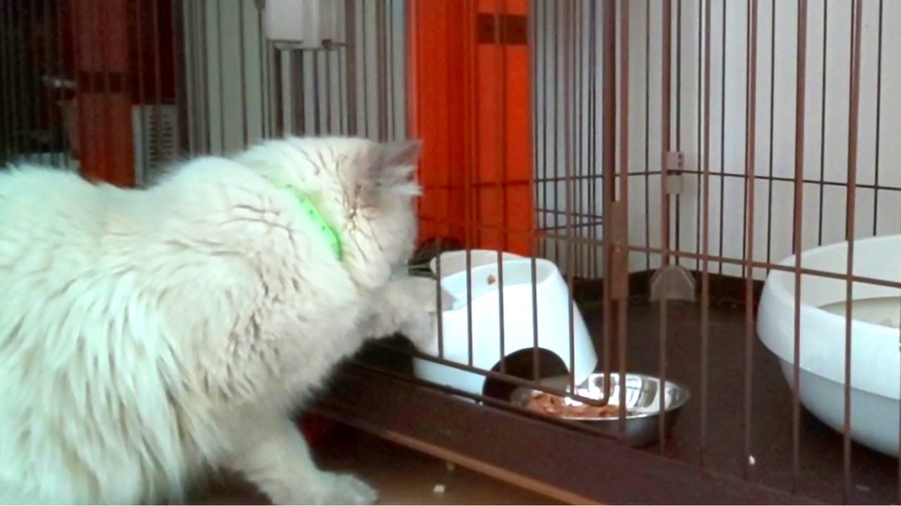ちょっとそこのお兄さん　あかんすよ！【ヒマラヤン猫】
