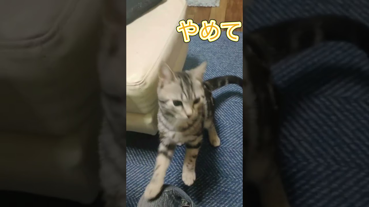 アメリカンショートヘアーのファミちゃんとアイスキャンディー #猫 #猫のいる暮らし #猫のいる生活 #ねこ #猫のいる生活 #アメリカンショートヘアー
