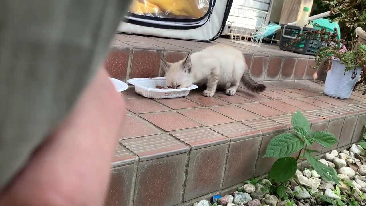迷い猫　餌を食べに来る
