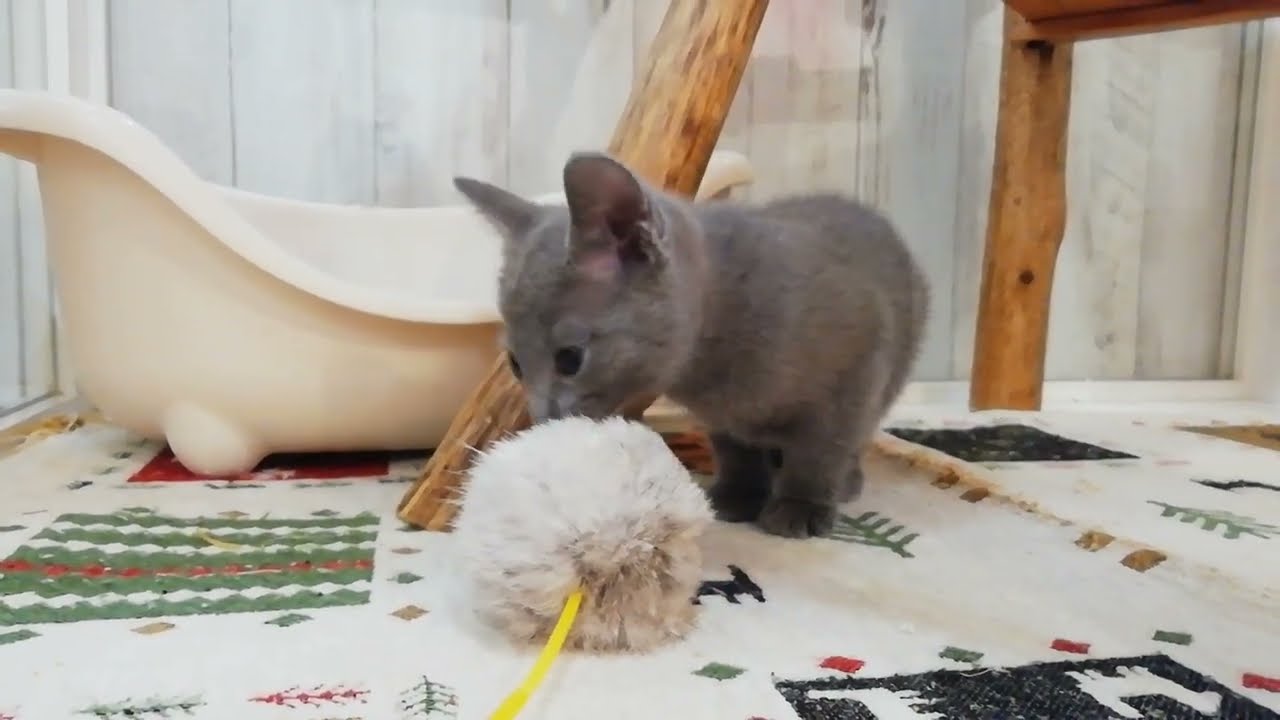 ロシアンブルー　女の子　2023/5/25生まれ