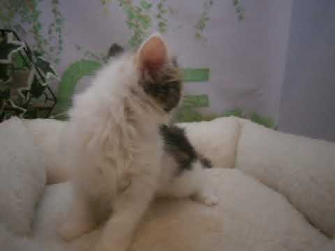 642558 ノルウェージャン・フォレストキャット