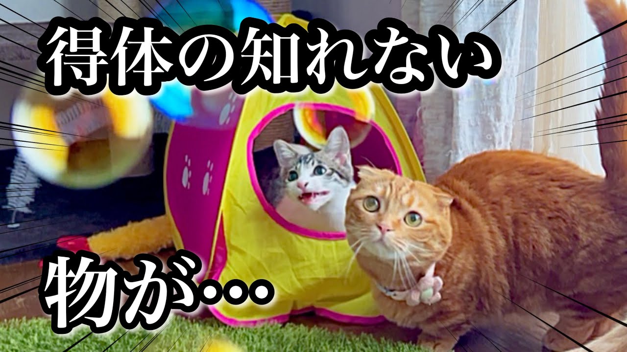 初めて見たシャボン玉に子猫達のの反応が可愛すぎました笑【保護猫】