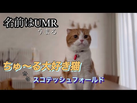 ちゅ〜る大好き猫　スコテッシュフォールド