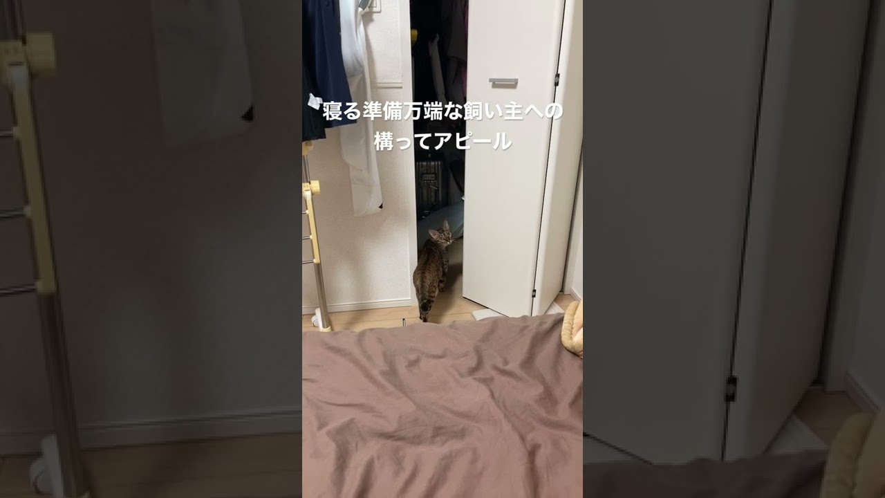 遊んで欲しいんだけどなー #こむぎ #ベンガル #ベンガル猫