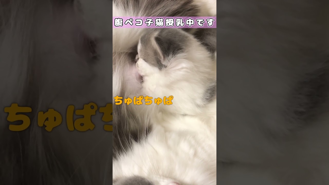 【ちゅぱちゅぱ子猫】　#shorts　#ラガマフィン　#子猫