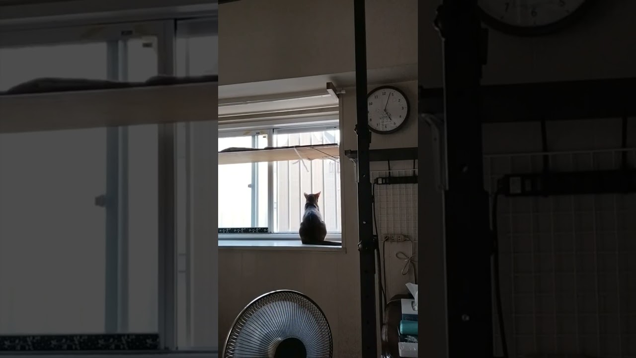 ネコ動画あび＃1784　#shorts　あびの毎日　アビシニアン　あび