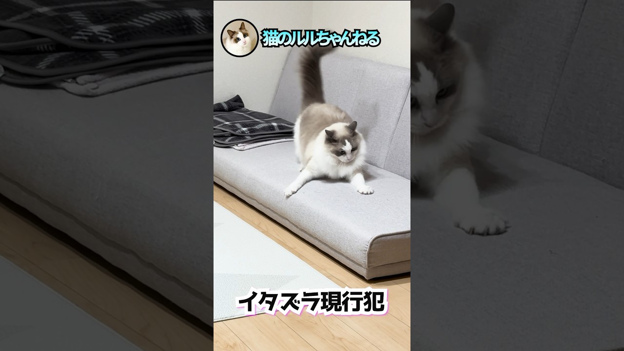 新しいソファをボロボロにする現場を押さえました #ラグドール #ragdoll #猫