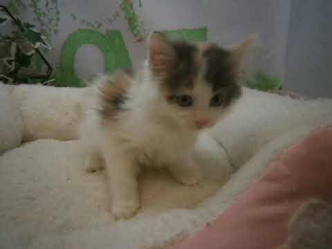 642564 ノルウェージャン・フォレストキャット