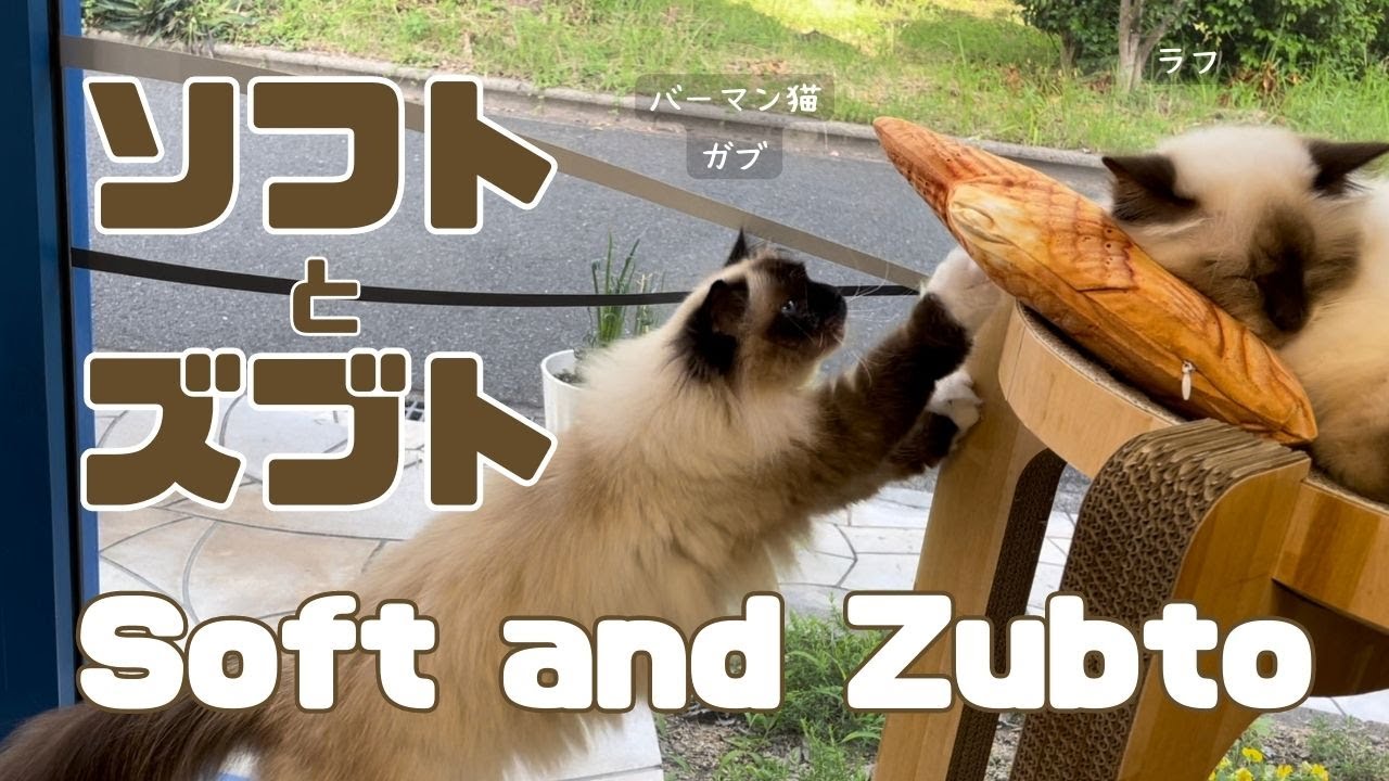 バーマン猫ラフとガブ【ソフトとズブト】S oft and Zubto（バーマン猫）Birman/Cat