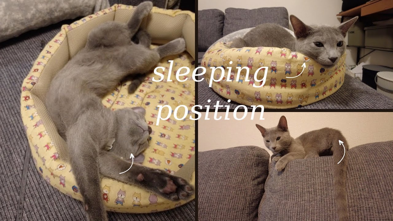 今日も眠い猫