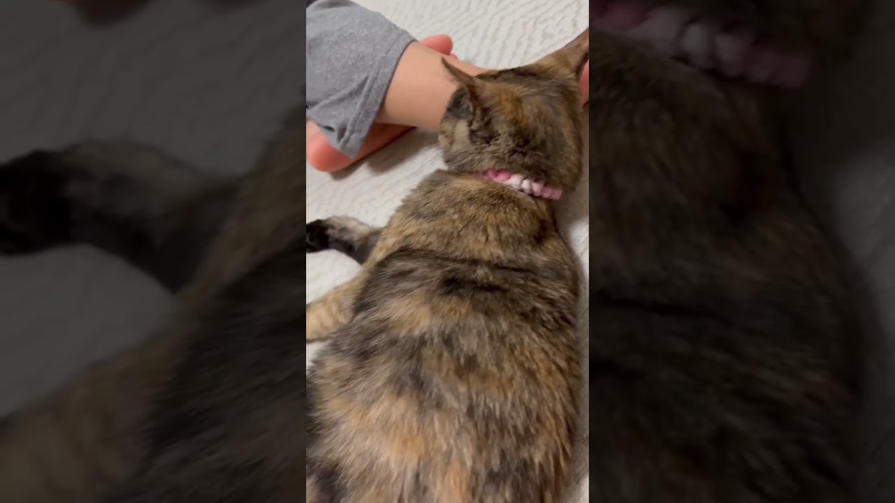 【子猫】娘の足を枕にして寝てると思ったら、、、#shorts #short #おもしろ