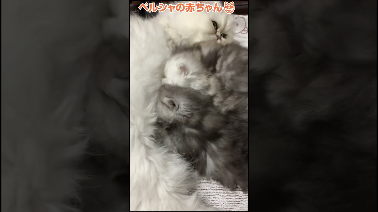 ペルシャの赤ちゃん😻横浜 子猫専門ブリーダー「律子の部屋」 #猫のいる暮らし #ペルシャ