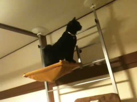 黒猫ボンベイ 20100508