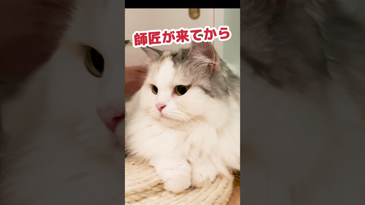 師匠が幸運を運んできた…？ #Shorts