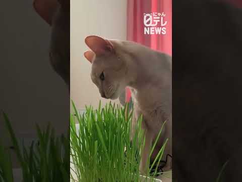 上手に食べられるかな？猫草を食べるネコ #Shorts